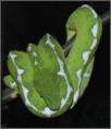 /album/fauna/corallus-caninus-06-3-jpg/